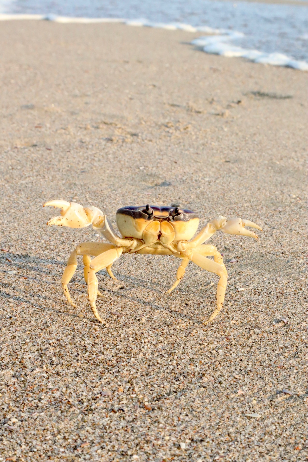 Crab on the beach