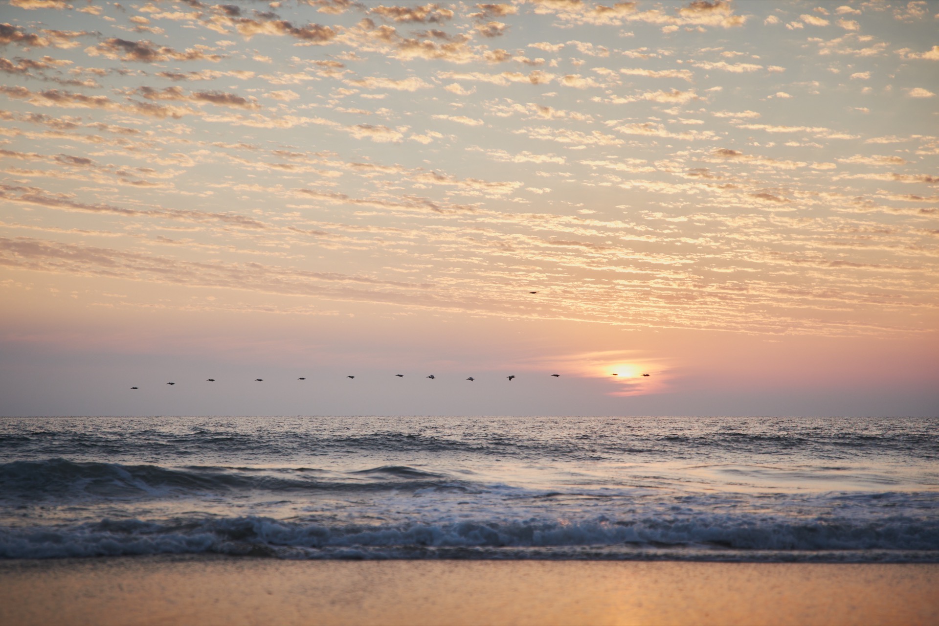 Pelicans over sunrise waves