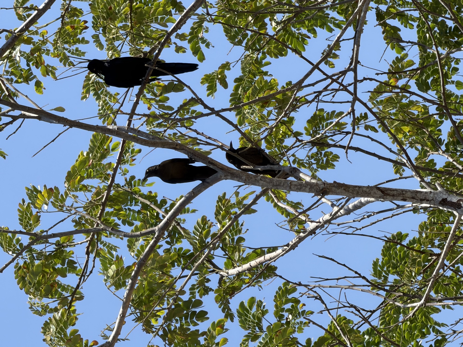 Birds in the trees