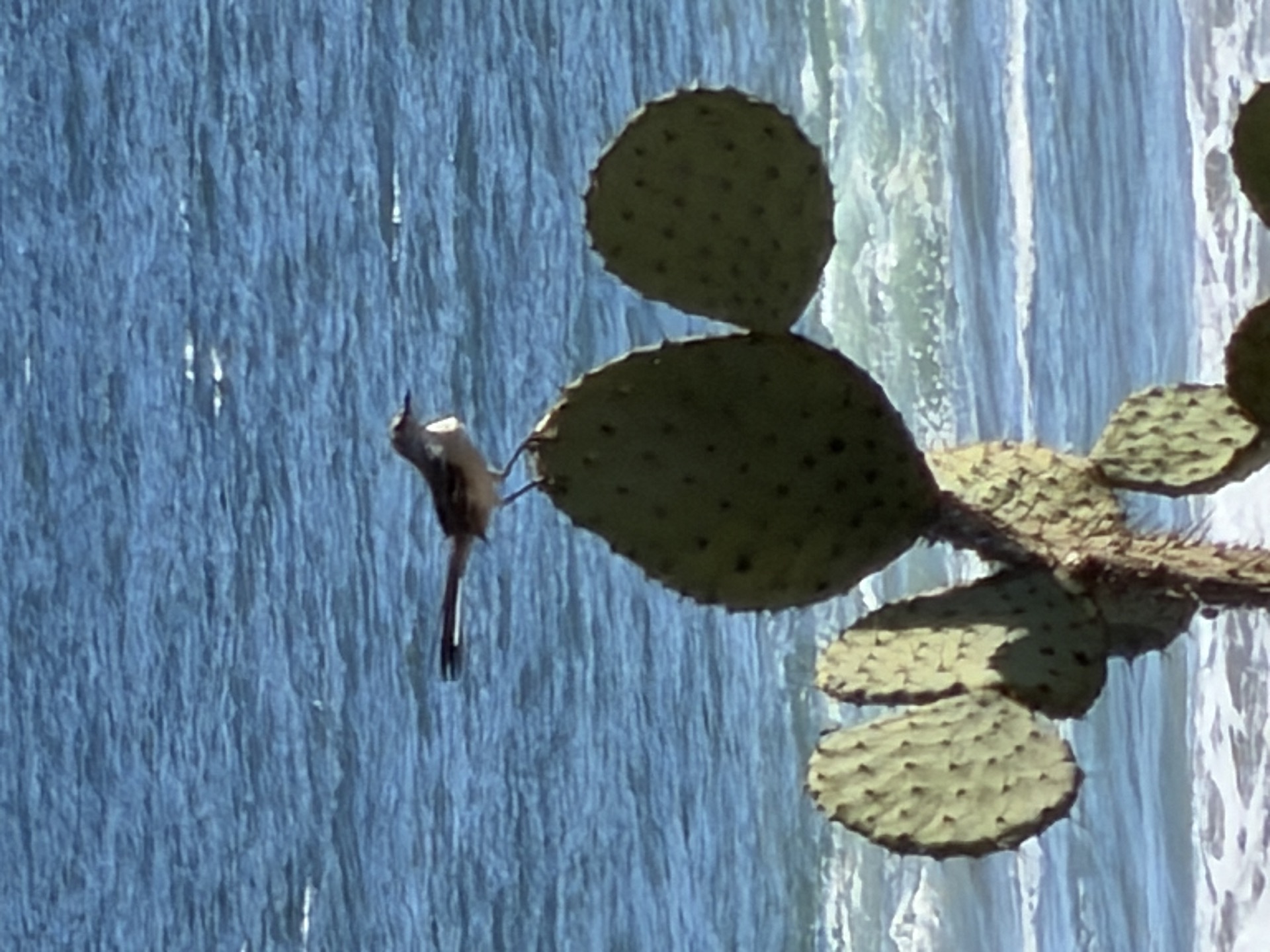 Shore wildlife