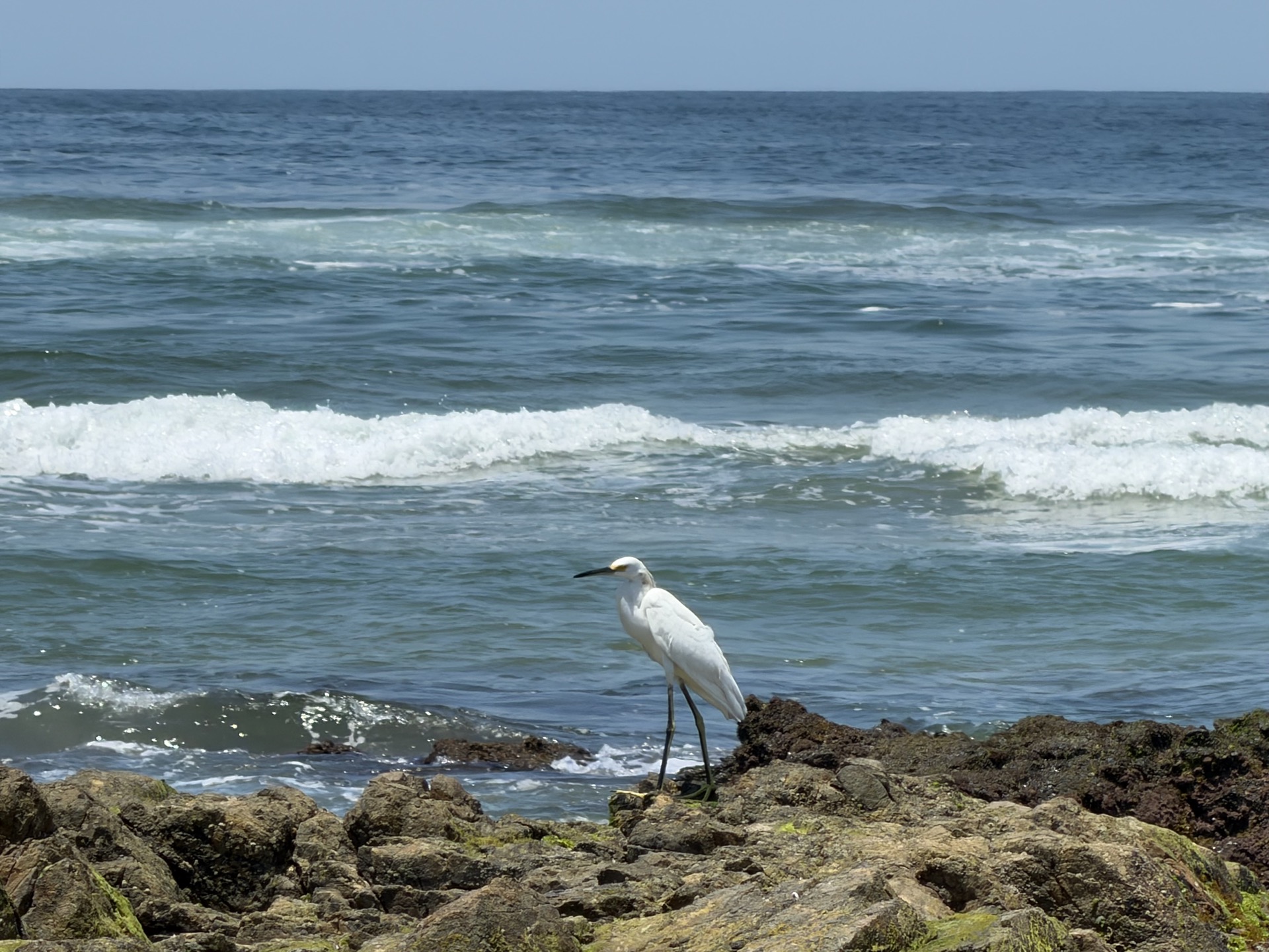 Egret on the rocks