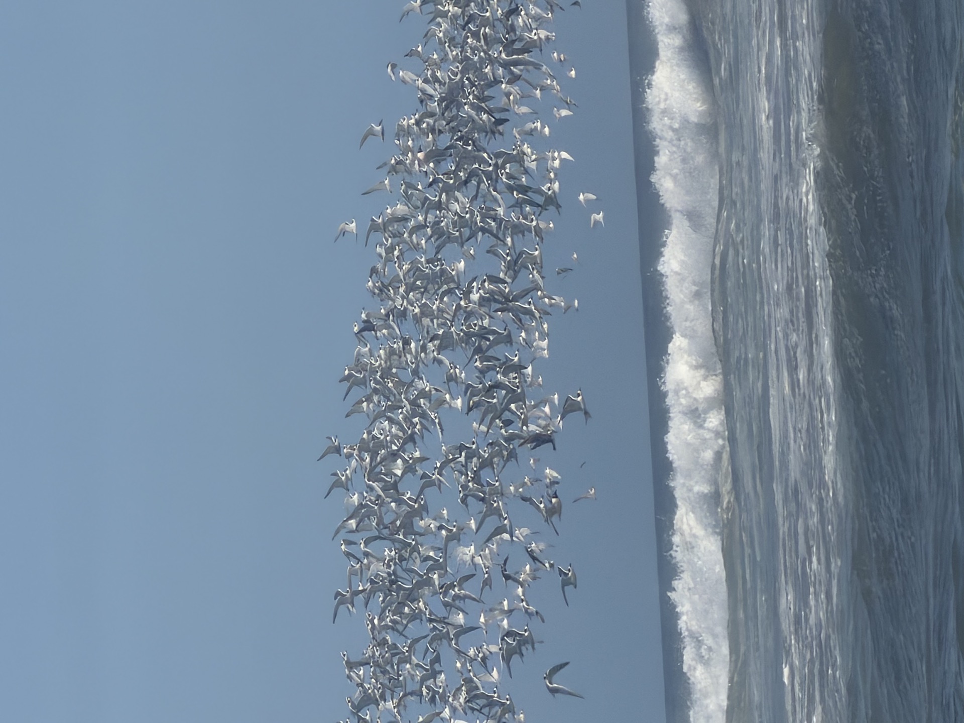 Shorebirds over Pacific