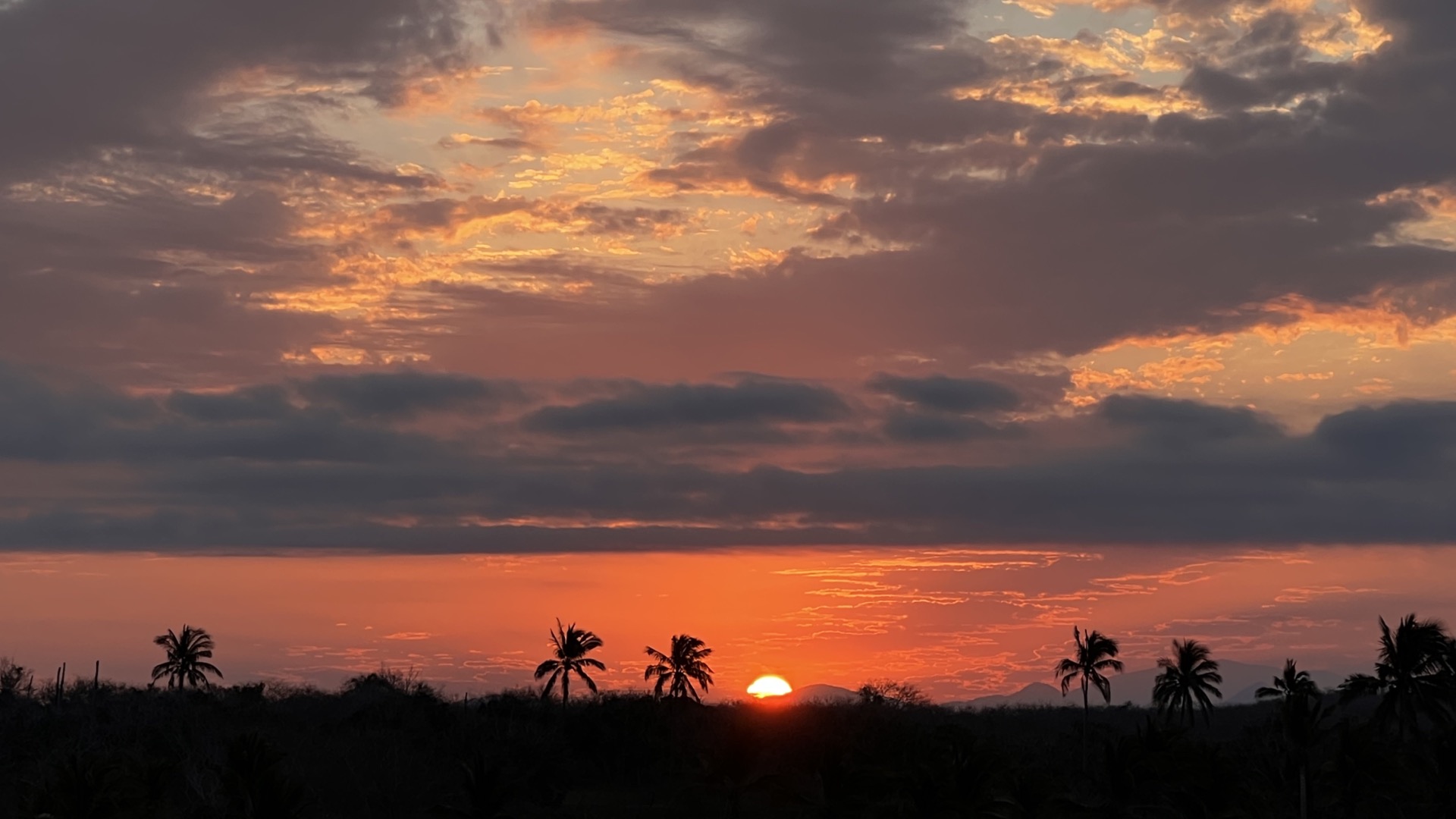 Sunset silhouetted by palm trees