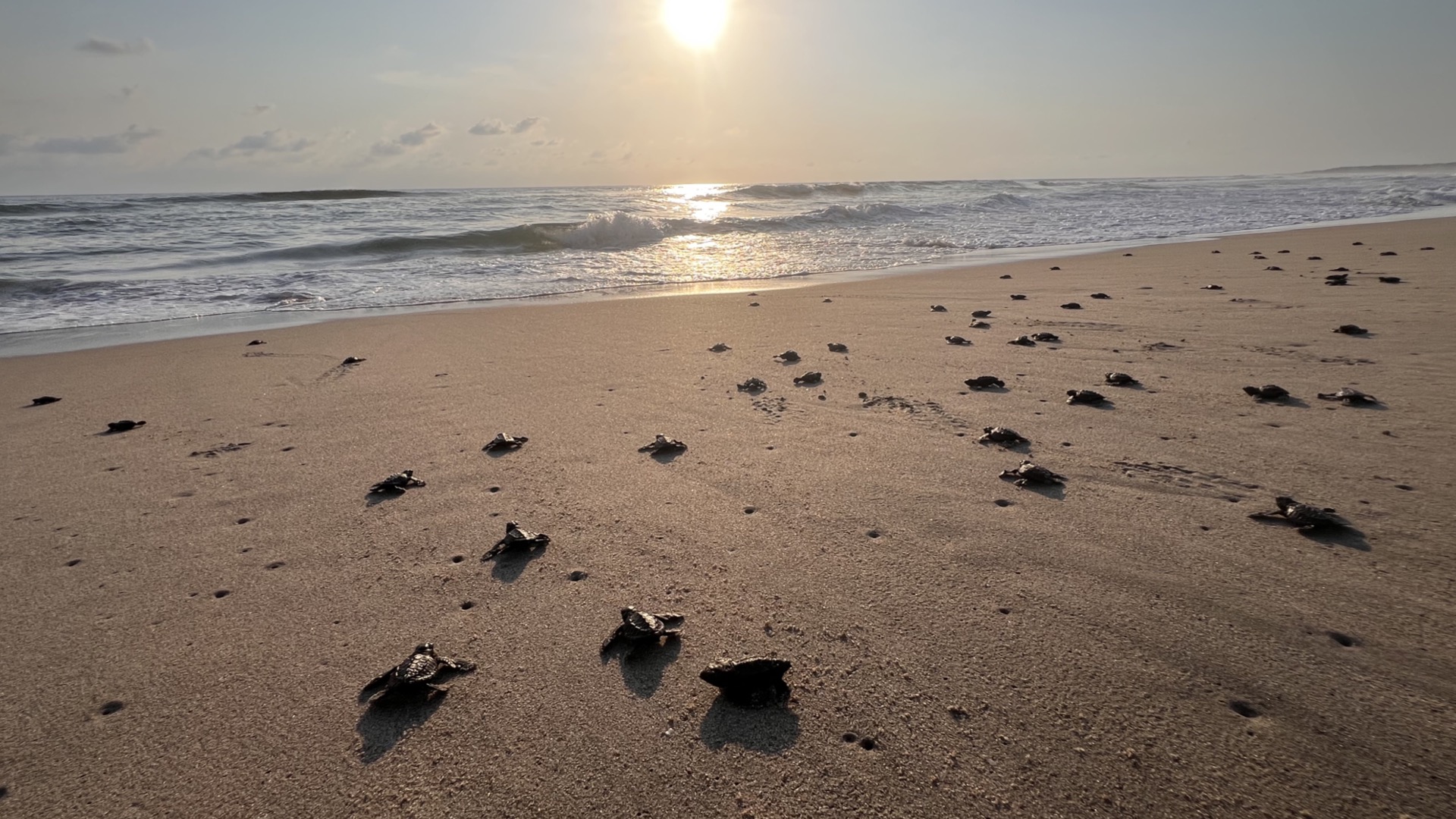Baby sea turtles released at sunrise