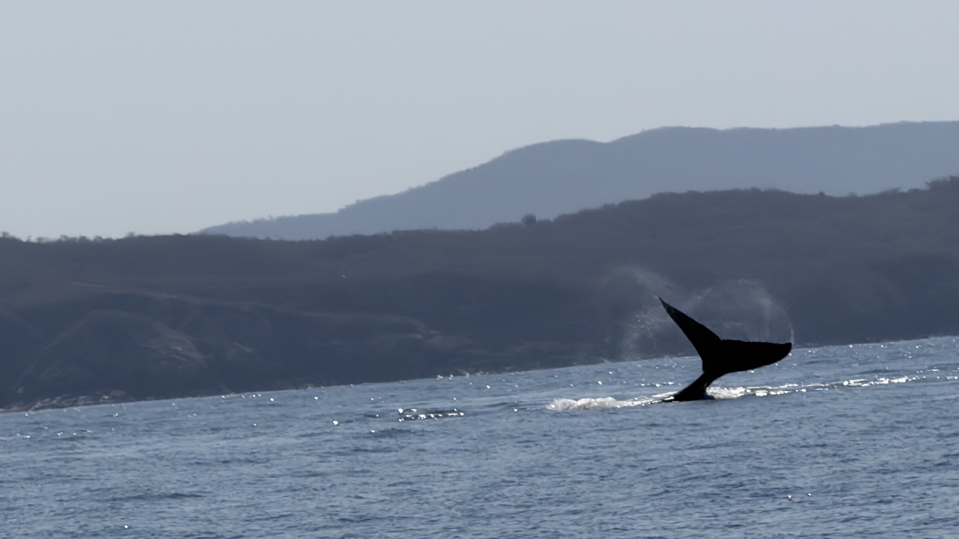 Whale tail off the coast
